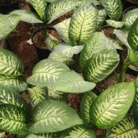 گل .پتوس ارتشی زیر گلدانی|گل و گیاه طبیعی|ورامین, ورامین|دیوار