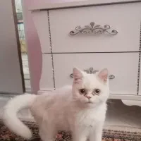 گربه بریتیش