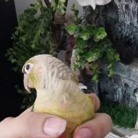 طوطی گرینچیک|پرنده|احمدآبادمستوفی, |دیوار