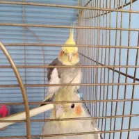 عروس هلندی