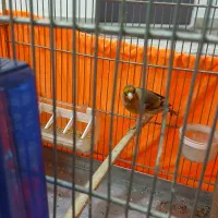 سره قناری بخون|پرنده|تهران, مسعودیه|دیوار