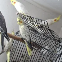 فروش عروس هلندی سالم و سرحال