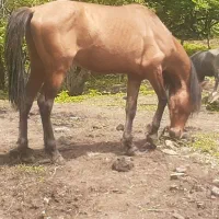 اسب جوان سرحال و آرام مناسب برای سواری
