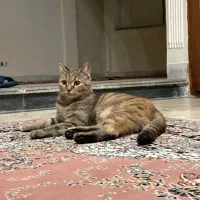 واگذاری رایگان گربه بریتیش میکس|گربه|اردبیل, |دیوار