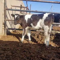 گوساله نر باخرز