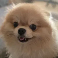 پامرانین روسی اصل