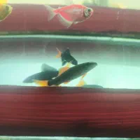 فروش اکواریوم لوازم ماهی با قیمت مناسب|ماهی|قائمشهر, |دیوار