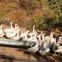 فروش غاز محلی تعداد بالا|حیوانات مزرعه|بانه, |دیوار