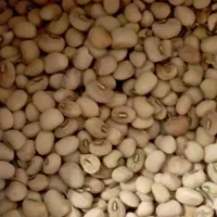 فروش لوبیا محلی به صورت عمده