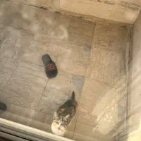 واگذاری بچه گربه|گربه|کرج, حسن آباد|دیوار