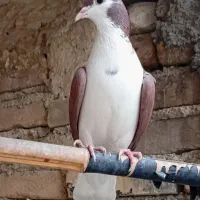 کبوتر چادری ماده ۱ عدد