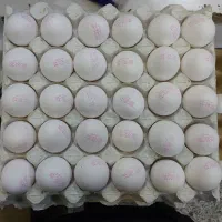 پخش تخم مرغ ماهدشت و محمد شهر