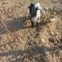 بزغاله|حیوانات مزرعه|لنجان, |دیوار