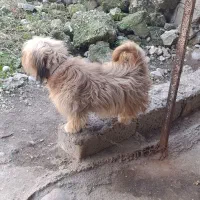 سگ نژاد دار رنگ پسته‌ای|سگ|قائم‌شهر, |دیوار