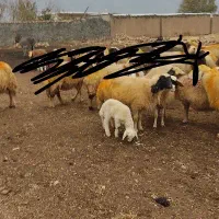 گوسفند، میش و بره، قوچ|حیوانات مزرعه|گوآور, |دیوار