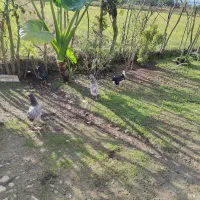 تخم مرغ گلین