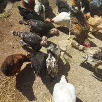 جوجه بوقلمون و مرغ همه درهم