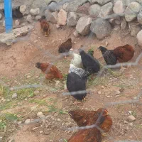 جوجه مرغ و اردک