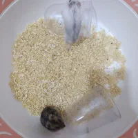 همستر کوتوله