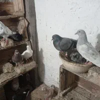 دوجفت حیوان بشرط پرش