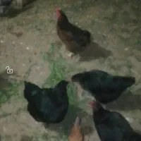 مرغ تخم گذار