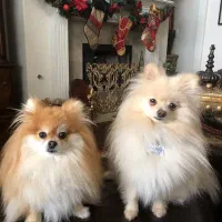 سگ پامر خرسی عروسکی روباهی