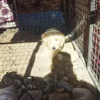 پاکوتاه واگذاری|سگ|کبودرآهنگ, |دیوار