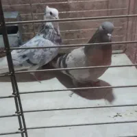 نروماده فروشی ورامین|پرنده|آفتاب, |دیوار