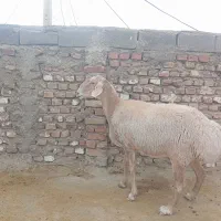گوسفند آبست