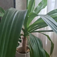 گل اشک ملکه سرحال