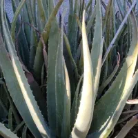 آلوئه ورا درجه یک