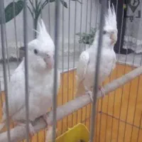 طلا ...عروس هلندی البینو مولد به شرط