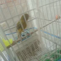 قناری نر معاوضه با جفت عروس