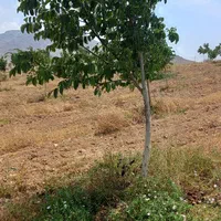 باغ گردو