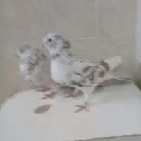 دوتا ماد درجه یک پرشی پیس|پرنده|خمینیشهر, |دیوار