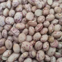 چیتی نخود باقله درجه یک به قیمت عمده