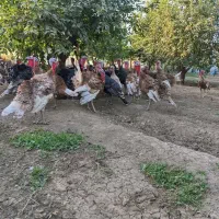 بوقلمون زیبا وسرحال خومالی