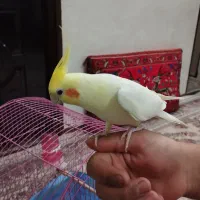 عروس هلندی سخن گو