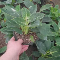 فیلودندرون برکین.