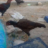 مرغ