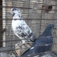 کبوتر پرشی سوسکی وابلغ