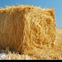 علف یونجه