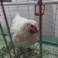 فروش مرغ نژاد برسه