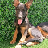 ژرمن گلدن رتریور دوبرمن کن کورسو|سگ|کرج, گوهردشت|دیوار