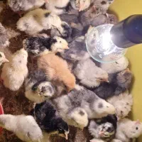 جوجه گلین۰ورورک وتخم نطفهدار تضمینی گلین و ورورک|حیوانات مزرعه|رباطکریم, شهرستانک|دیوار