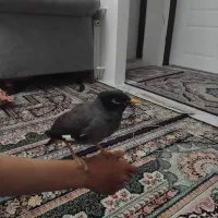مرغ مینا|پرنده|بومهن, |دیوار