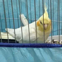 عروس هلندی با قفس
