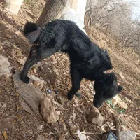 سگ gomsode|سگ|شیراز, میرزاکوچک خان|دیوار