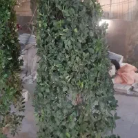 یاس هلندی قیچی خورده جعبه ۵۵