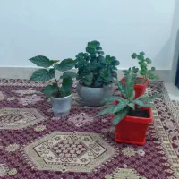 گل طبیعی|گل و گیاه طبیعی|سراب, |دیوار